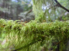 Pseudisothecium myosuroides