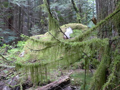 Pseudisothecium myosuroides