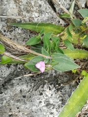 Tradescantia sillamontana