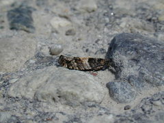 Pseudexentera maracana