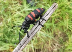 Ceroplesis capensis