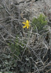 Moraea lewisiae
