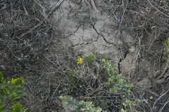 Moraea lewisiae