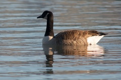 Branta canadensis maxima