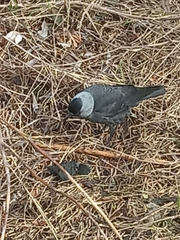 Corvus monedula