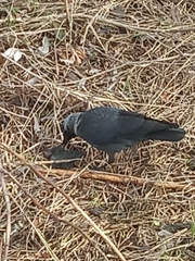 Corvus monedula