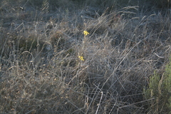 Moraea lewisiae