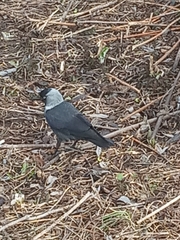 Corvus monedula