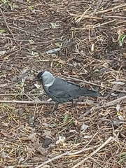 Corvus monedula