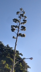Agave