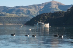 Branta canadensis maxima