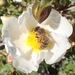 Anatolian Honey Bee - Photo no rights reserved, uploaded by fishhead
