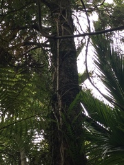 Dacrydium cupressinum