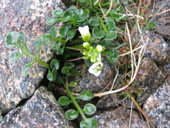 Cardamine eminentia