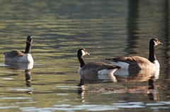 Branta canadensis maxima