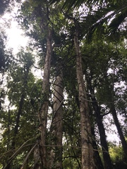 Dacrydium cupressinum