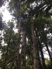 Dacrydium cupressinum