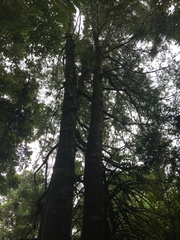 Dacrydium cupressinum