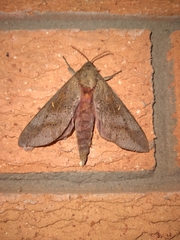 Oxycanus