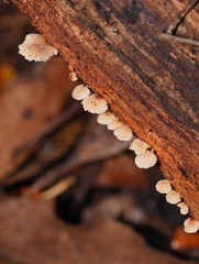 Marasmiellus affixus