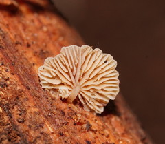 Marasmiellus affixus