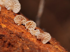 Marasmiellus affixus