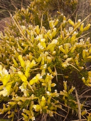 Melolobium candicans