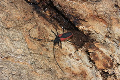 Purpuricenus kaehleri