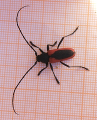 Purpuricenus kaehleri