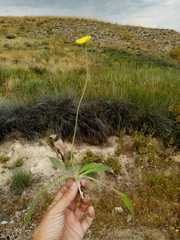 Pilosella pseudopilosella