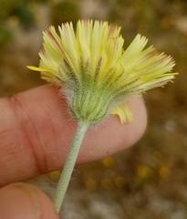 Pilosella pseudopilosella