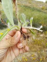 Pilosella pseudopilosella