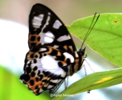 Symbrenthia hippalus