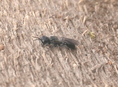 Crossocerus cetratus