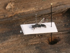 Crossocerus cetratus