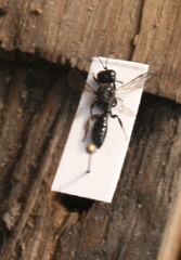 Crossocerus cetratus