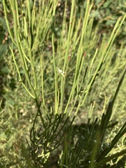 Leptomeria drupacea