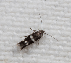 Elachista illectella