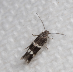 Elachista illectella