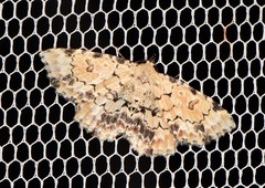 Sandava scitisignata