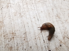 Malacolimax