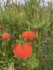 Melaleuca sparsa