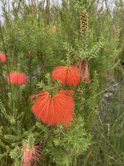 Melaleuca sparsa