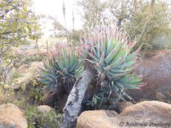 Aloe mutabilis