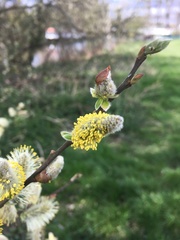 Salix caprea