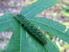 Xanthodes transversa