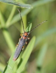 Oberea erythrocephala