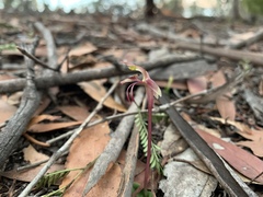Chiloglottis reflexa