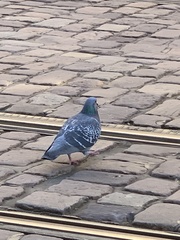 Columba livia domestica