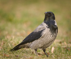 Hooded Crow photo 4